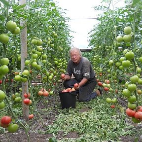 Фотография "2015 год. Старый балаган. Помидоры розовый  ПИНК КЛЕР"