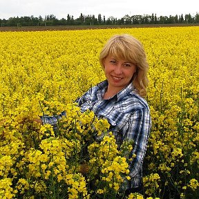 Фотография "Бескрайние поля  рапса на Кубани."