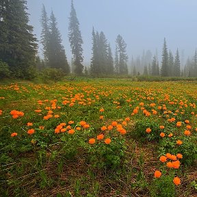 Фотография от Галина Демянчук-Блинкова