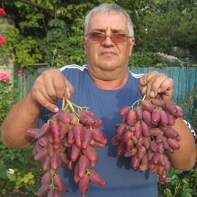 Фотография "ДУБОВСКИЙ  РОЗОВЫЙ  И  ЯГУАР"