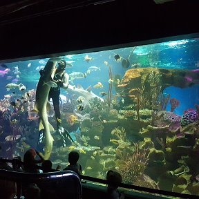 Фотография "Океанариум. Шоу с акулами"