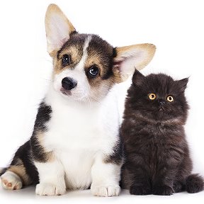 Фотография от Зооярмарка Продажа щенков и котят