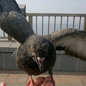 Фотография "Кормить птиц с рук, в обеденный перерыв это здорово!"