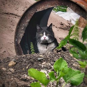 Фотография "Буду любить тебя всегда"