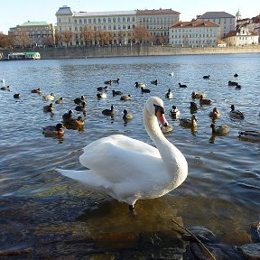 Фотография "Лебеди любят мне позировать)"
