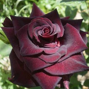 Фотография "Роза чайно-гибридная "Блек Баккара" 250 рублей.
Высота 100 см, ширина куста 60 см. размер бутона 10 см. Морозоустойчивая. Привита на шиповник. 2-х летняя."