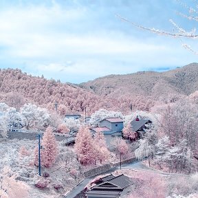 Фотография "Япония сегодня. В Нагано cакура еще не отцвела — и выпал снег"