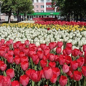 Фотография "Вот такая красота в нашем сквере"