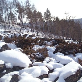 Фотография "можжевельник (семейство кипарисовых)."