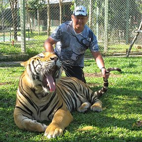 Фотография "За хвост тигра дергал, спинку ему чесал. Никогда не думал, что я такой нахал!"