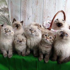 Фотография от Ольга Грекова Пит- к шотландск кошек