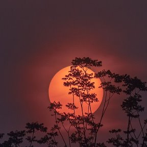 Фотография от Moon Shine