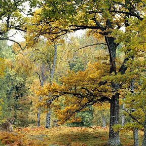 Фотография "Друзья, никак не получается найти собаку. Помогите найти! Ответы пишите в комментариях.. Ссылка на игру: http://www.odnoklassniki.ru/game/zoo-escape"