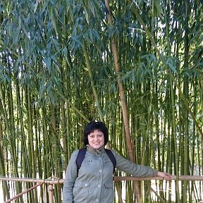 Фотография "Бамбуковая роща в Никитском ботаническом саду"
