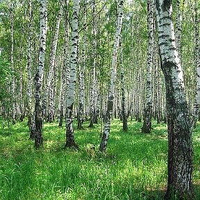 Фотография от Валентина Сайферт(Богатырёва)