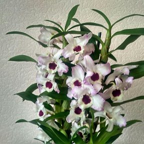 Фотография "В моей семье орхидей пополнение)"