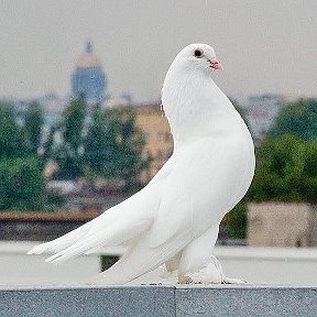 Фотография от Белые голуби на праздники