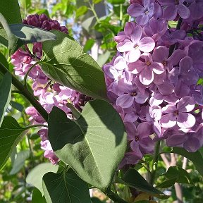 Фотография от Cветлана Валевская (Бакуменко)