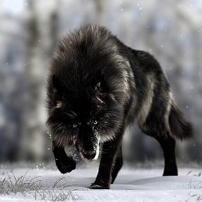 Фотография от Сергей 孤独なオオカミ