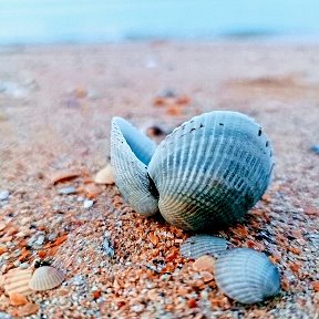 Фотография от Вилла Вероника Азовское Море