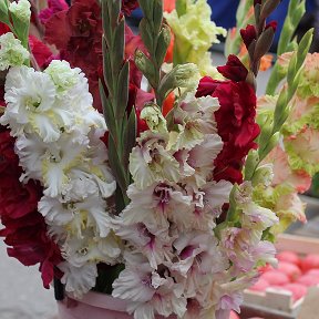 Фотография "Неописуемый шик! Крупные чашечки цветков имеют густую, насыщенную окраску и нарядную гофрировку по краю. В саду они смотрятся как ослепительный фейерверк из элегантных, будто накрахмаленных соцветий на самом красивом сайте super-gladiolus.ru"