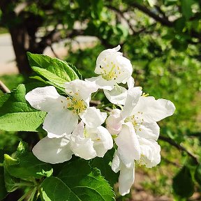 Фотография от Мария Абдрахманова (Кириченко)