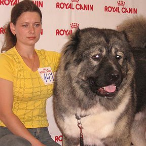 Фотография "Самая главная собака в моем сердце.. Русский Риск Батыр"