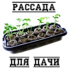 Фотография от семена рассада