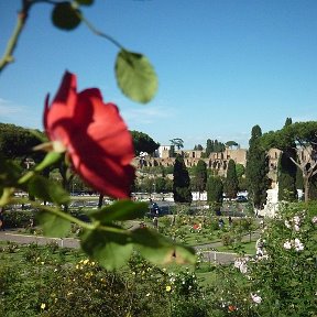 Фотография "Рим, парк роз"