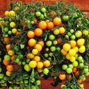 Фотография "Томат ампельный Золотая гроздь - 10шт 150рублей. Усыпанный золотыми томатиками. Раннеспелый. Плоды округлые, великолепного вкуса. Хорош в консервировании. "