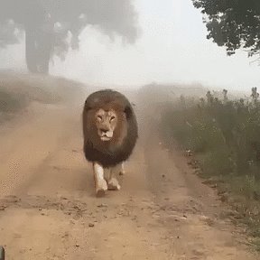 Фотография "Я ДОБРЫЙ, НЕ БОЙСЯ !.."