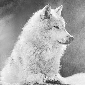 Фотография от White Wolf