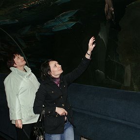 Фотография "В океанариуме, акулку дразним..."