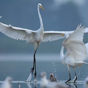 Фотография от Галина Цветкова