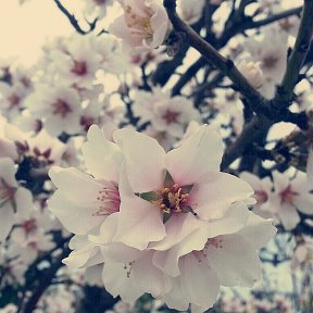 Фотография "Испания Калп.
Цветут вишни"