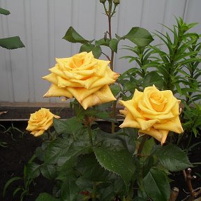 Фотография "любимые розы моей мамочки..."
