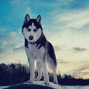 Фотография от джастен бибер