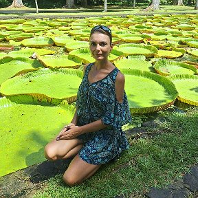 Фотография "У больших кувшинок виктория амазонская в саду Памплемус, Маврикий, 13.03.2024 "