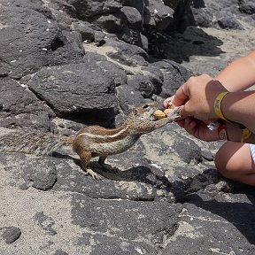 Фотография "Fuerteventura 2018"