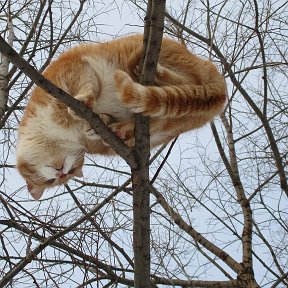 Фотография "КОТЫ ПРИЛЕТЕЛИ...КЛАССИКА...)"