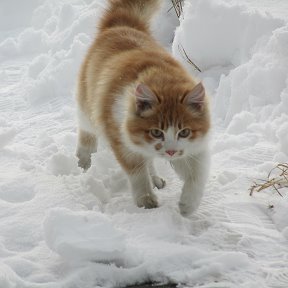 Фотография "Я котёнок сибирский, зимы не боюсь...""