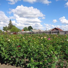 Фотография "Продажа саженцев роз. Воронежская обл., г. Острогожск, ул. Шевченко, д.85. Отправка почтой. Заказ почтой от 5 штук. тел. 89507500391"