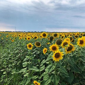 Фотография от Семена подсолнечника и кукурузы