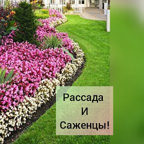 Фотография от Рассада Саженцы