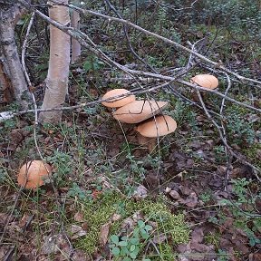 Фотография от Татьяна Цыпленкова (Лапицкая)