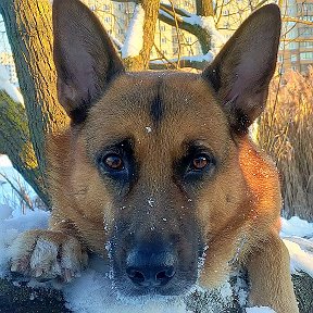 Фотография от Я ❤❤❤❤ 🐾🐕🐾🐕🐾🐕