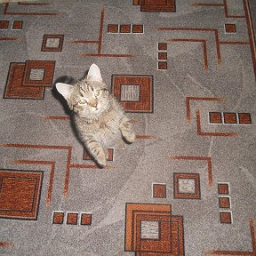 Фотография "Мій котик - любчик. 05.01.17р."