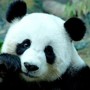 Фотография "Panda se prictisește singur și dorești să comunice cu cineva și nu dorești să fie singur 😉❤️❤️❤️😉😉😉😉😉😥😥😥😉😉😉😉❤️❤️❤️❤️"