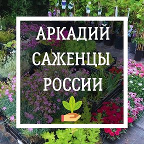 Фотография от Аркадий Саженцы России