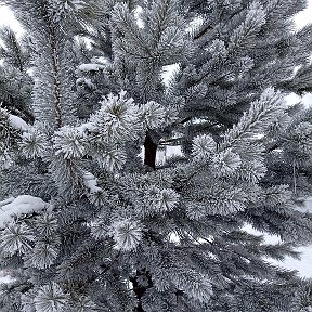 Фотография от Марина Гурьянова(Ананьина)